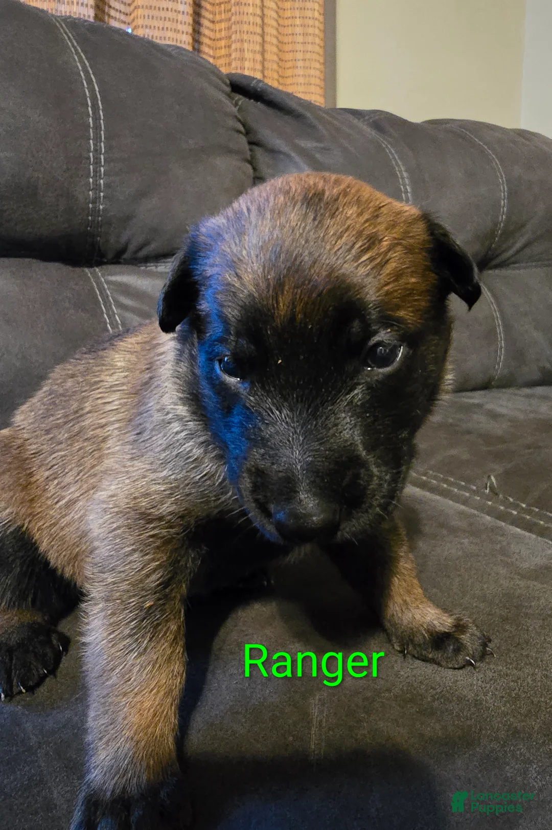 Belgian Malinois dogs for sale: Belgian Malinois 2 - Ad 2
