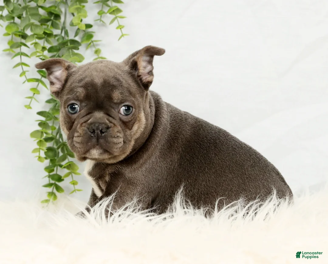 Frenchton dogs for sale: Kody - Ad 5