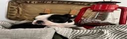 Boston Terrier dogs for sale: Sierra - Ad 5