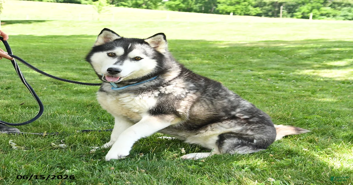 Dusty Siberian Husky for sale in Loysville | Lancaster Puppies