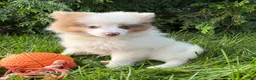 Pomeranian dogs for sale: Oliver - Ad 1