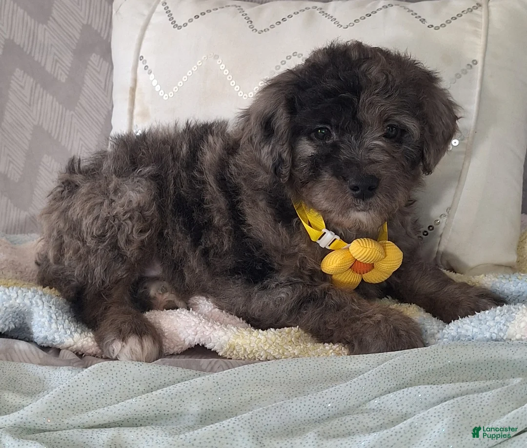 Mini Goldendoodle dogs for sale: Dylan - Ad 4
