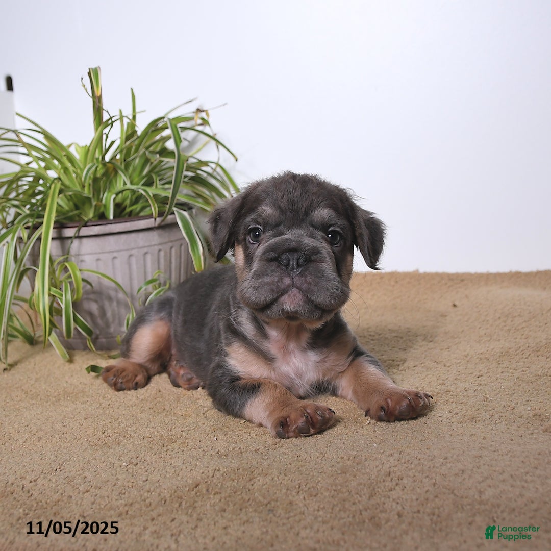 French Bulldog dogs for sale: Pepper - Ad 4