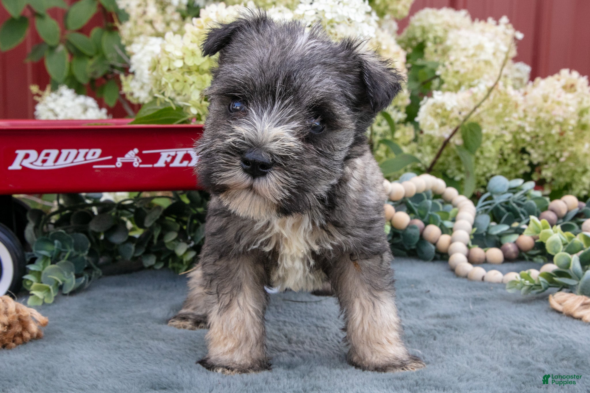 Miniature Schnauzer dogs for sale: Austin - Ad 3