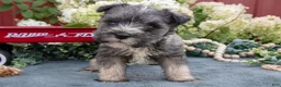 Miniature Schnauzer dogs for sale: Austin - Ad 1