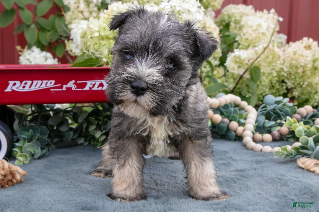 Miniature Schnauzer dogs for sale: Austin - Ad 1