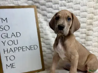 Great Dane dogs Blue Fawn (Heavy Euro) - Ad 22