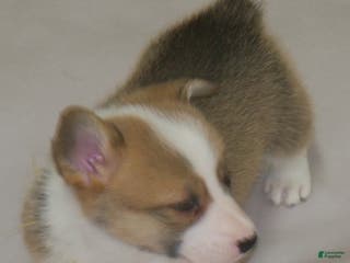 Welsh Corgi Pembroke dogs Foxy - Ad 24