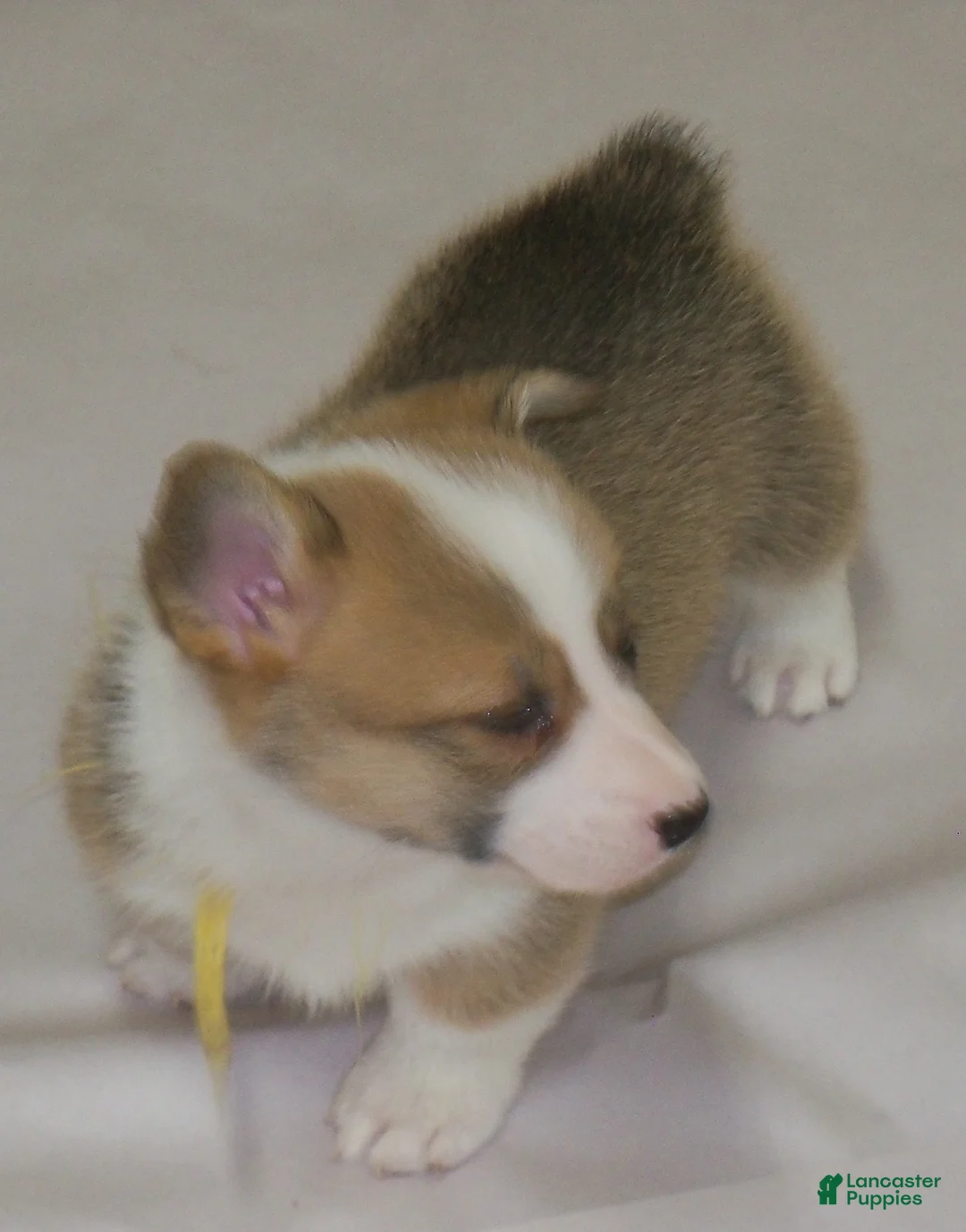 Welsh Corgi Pembroke dogs for sale: Foxy...Genetic tested - Ad 1