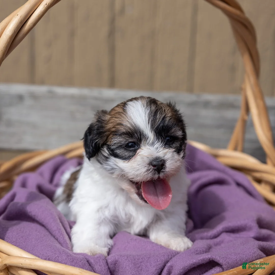 Teddy Bear dogs for sale: Cedar - Ad 7