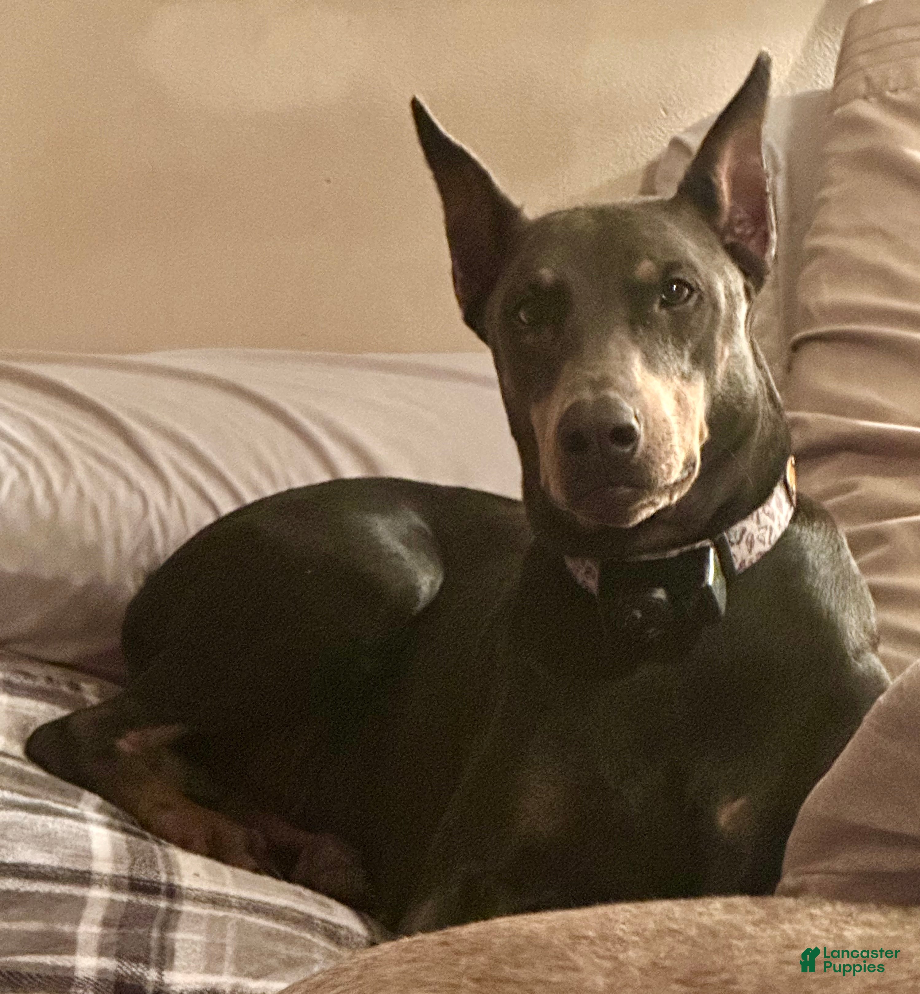 Doberman Pinscher dogs Violet - Ad 3