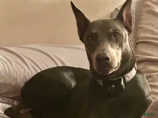 Doberman Pinscher dogs Violet - Ad 13