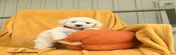 Bichon Frise dogs for sale: Harlow  - Ad 1