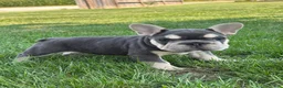 French Bulldog dogs for sale: Madeline - Ad 3