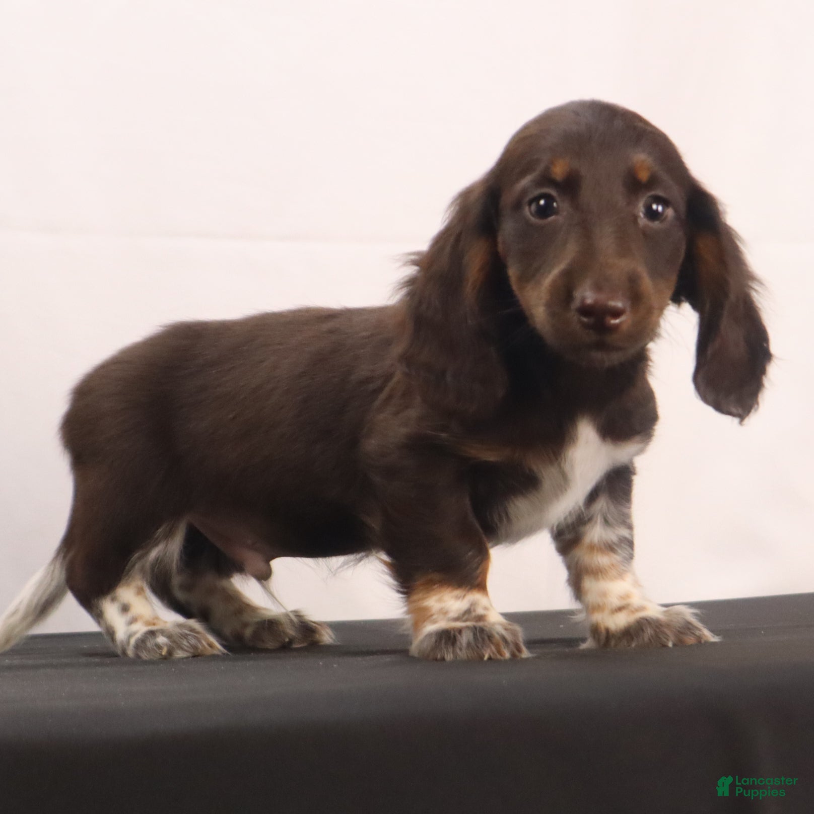 Dachshund dogs duke - Ad 2