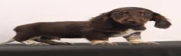Dachshund dogs for sale: duke - Ad 2