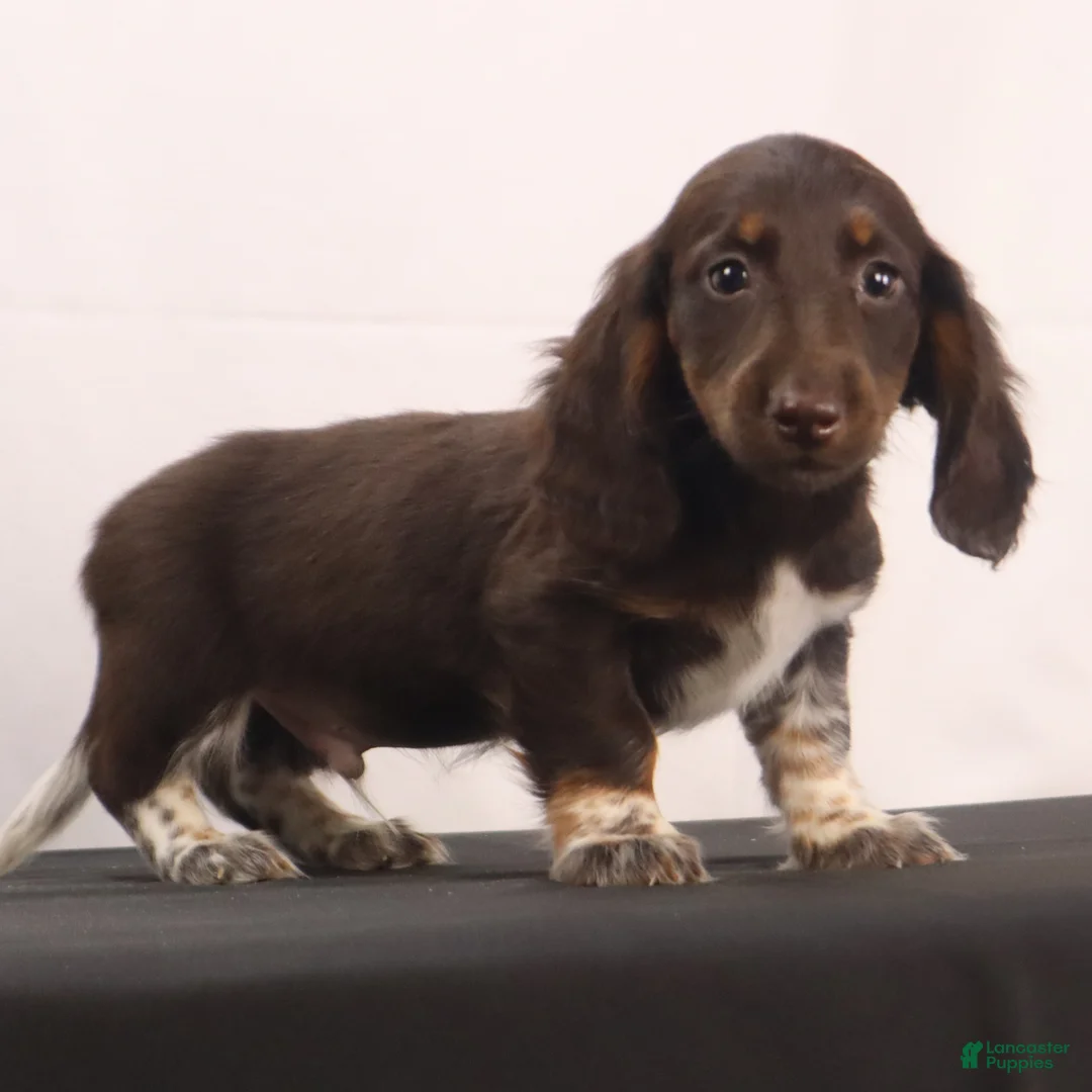 Dachshund dogs for sale: duke - Ad 2