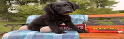 Mixed Breed dogs for sale: Cresthaven (Boy) - Ad 4