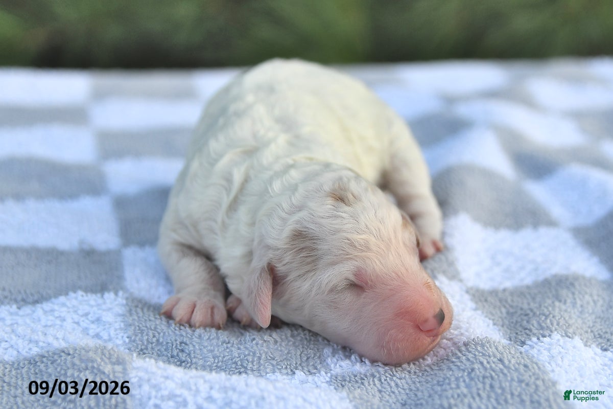 Mini Goldendoodle dogs Buster - Ad 1