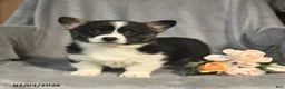 Welsh Corgi Pembroke dogs for sale: Beauty - Ad 3