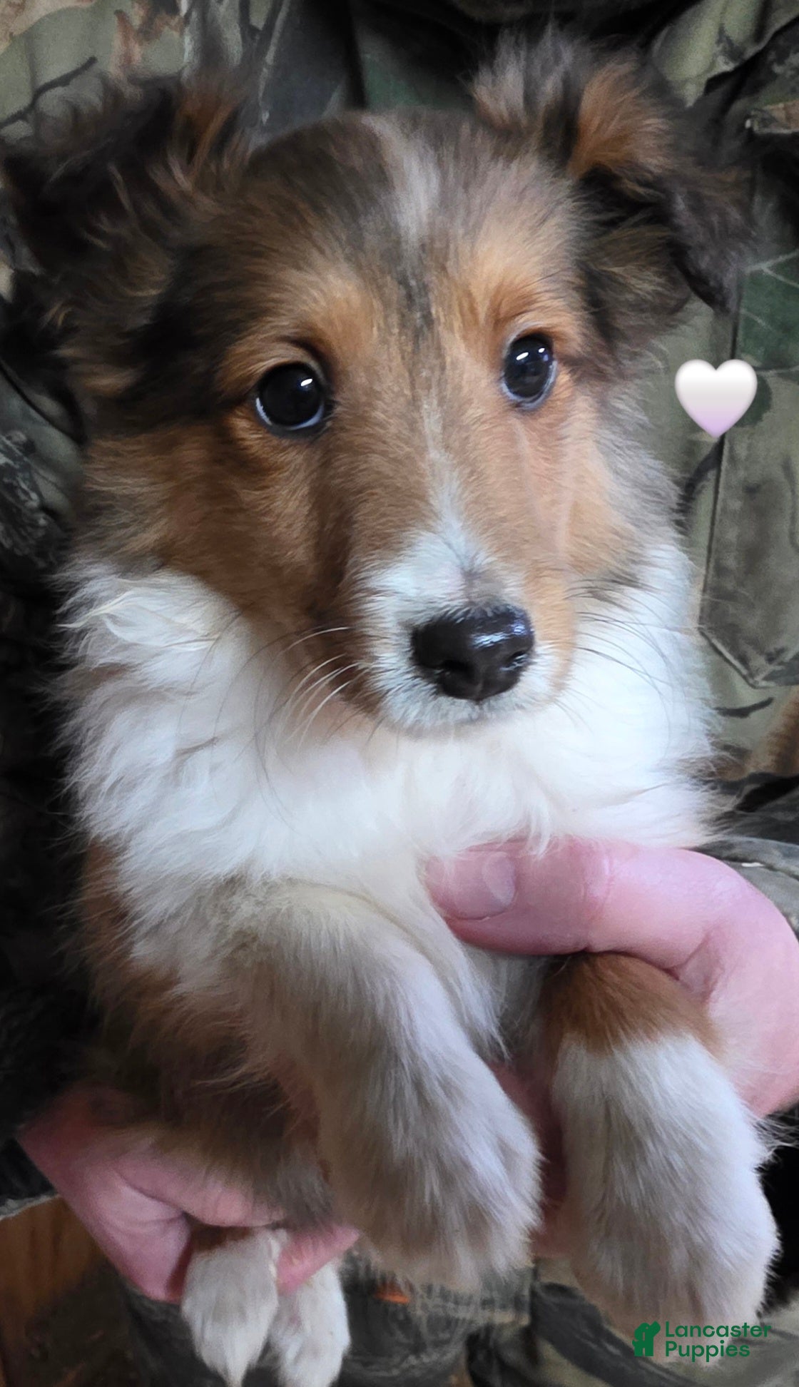 Shetland Sheepdog dogs Shetland Sheepdog Puppy 2 - Ad 30