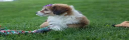 Corgipoo dogs for sale: NELLY - Ad 13