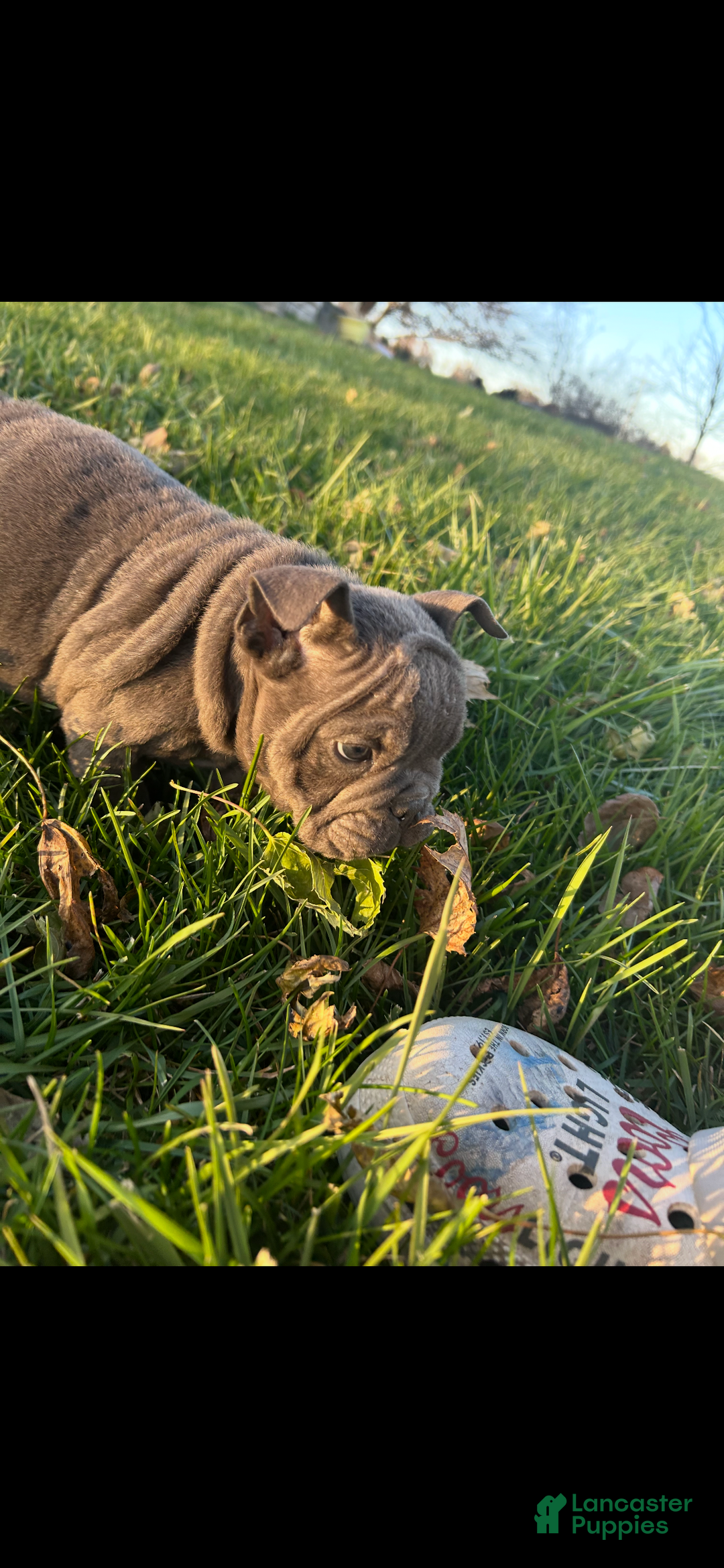 English Bulldog dogs for sale: Lucy - Ad 19