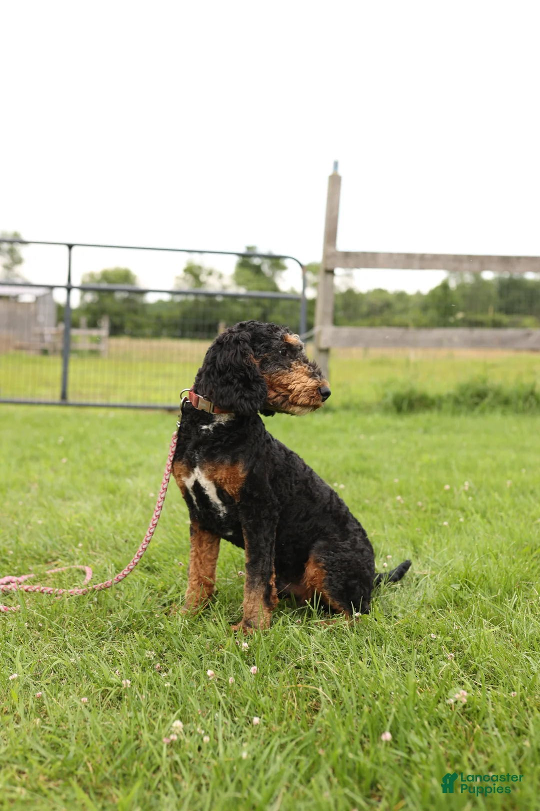 Miniature Poodle dogs for sale: Miniature Poodle Puppy 1 - Ad 2