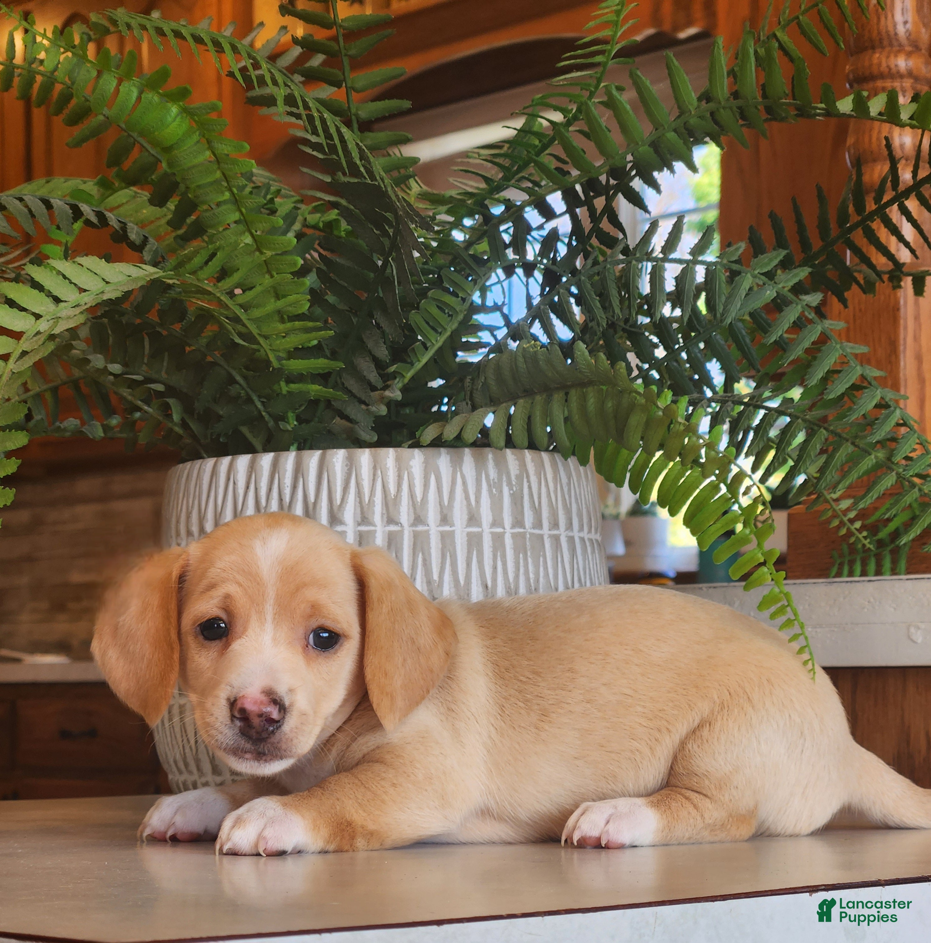 Miniature Dachshund dogs Ranger - Ad 2