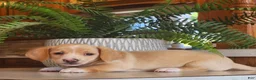 Miniature Dachshund dogs for sale: Ranger - Ad 6