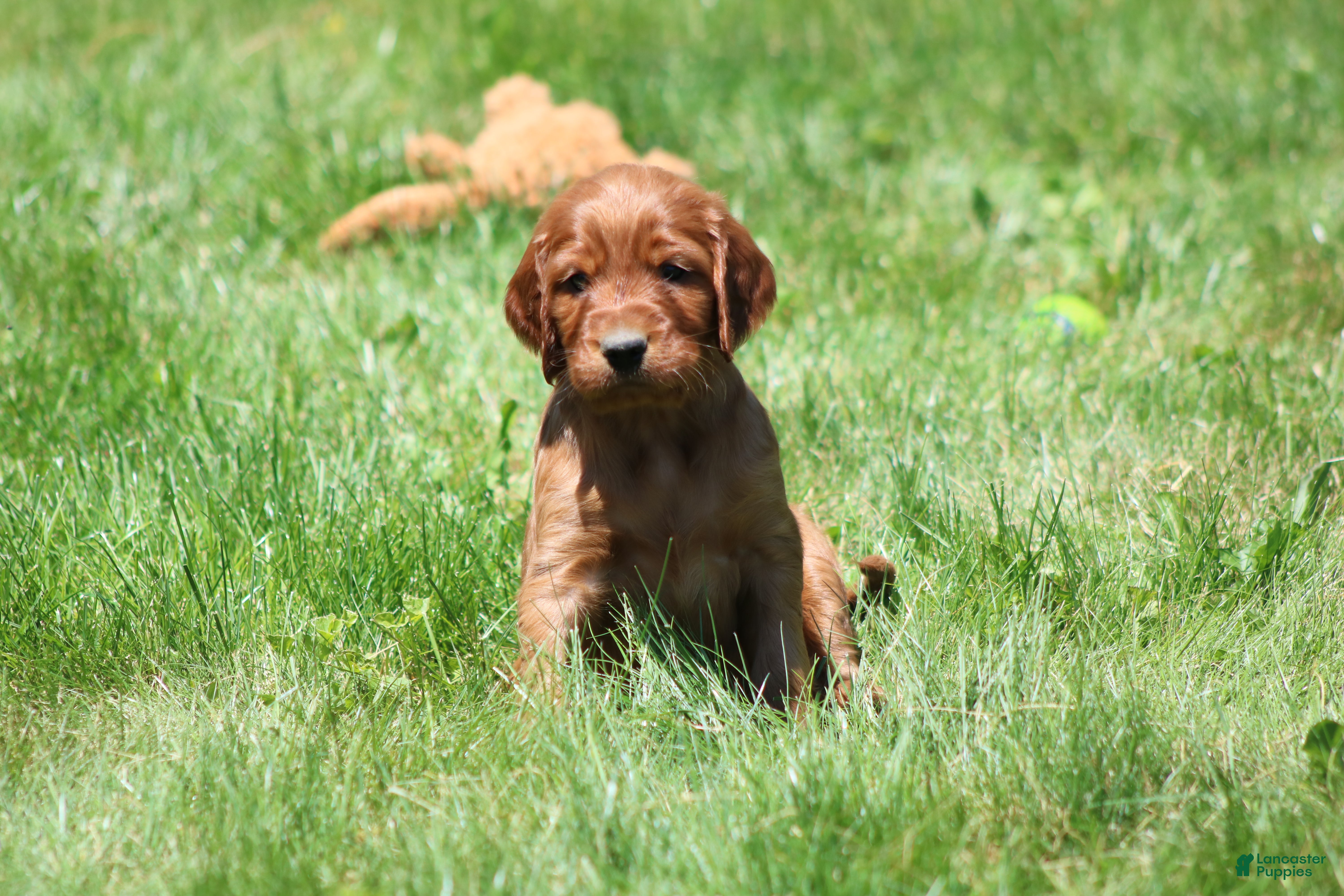 Irish Setter dogs for sale: Sammy - Ad 8