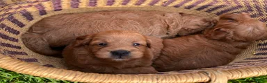 Penny