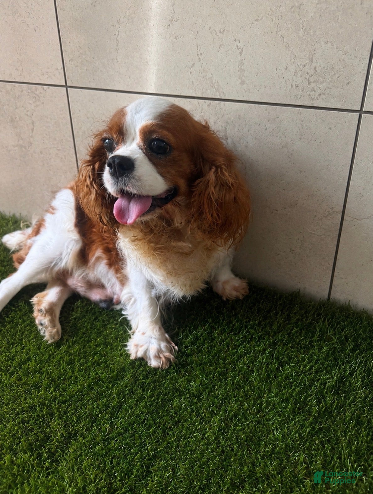 Cavalier King Charles Spaniel dogs Cavalier King Charles Spaniel 3 - Ad 2