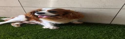 Cavalier King Charles Spaniel dogs for sale: Cavalier King Charles Spaniel 1 - Ad 5