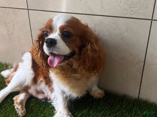Cavalier King Charles Spaniel dogs for sale: Wyatt - Ad 2