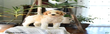 Dex 