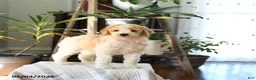 Standard Poodle dogs for sale: Dex  - Ad 1