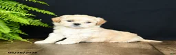 Mixed Breed dogs for sale: Lady - Ad 3