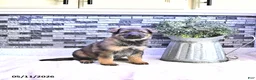 German Shepherd dogs for sale: Crystal - Ad 2