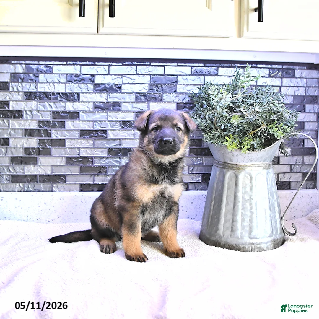 German Shepherd dogs for sale: Crystal - Ad 2
