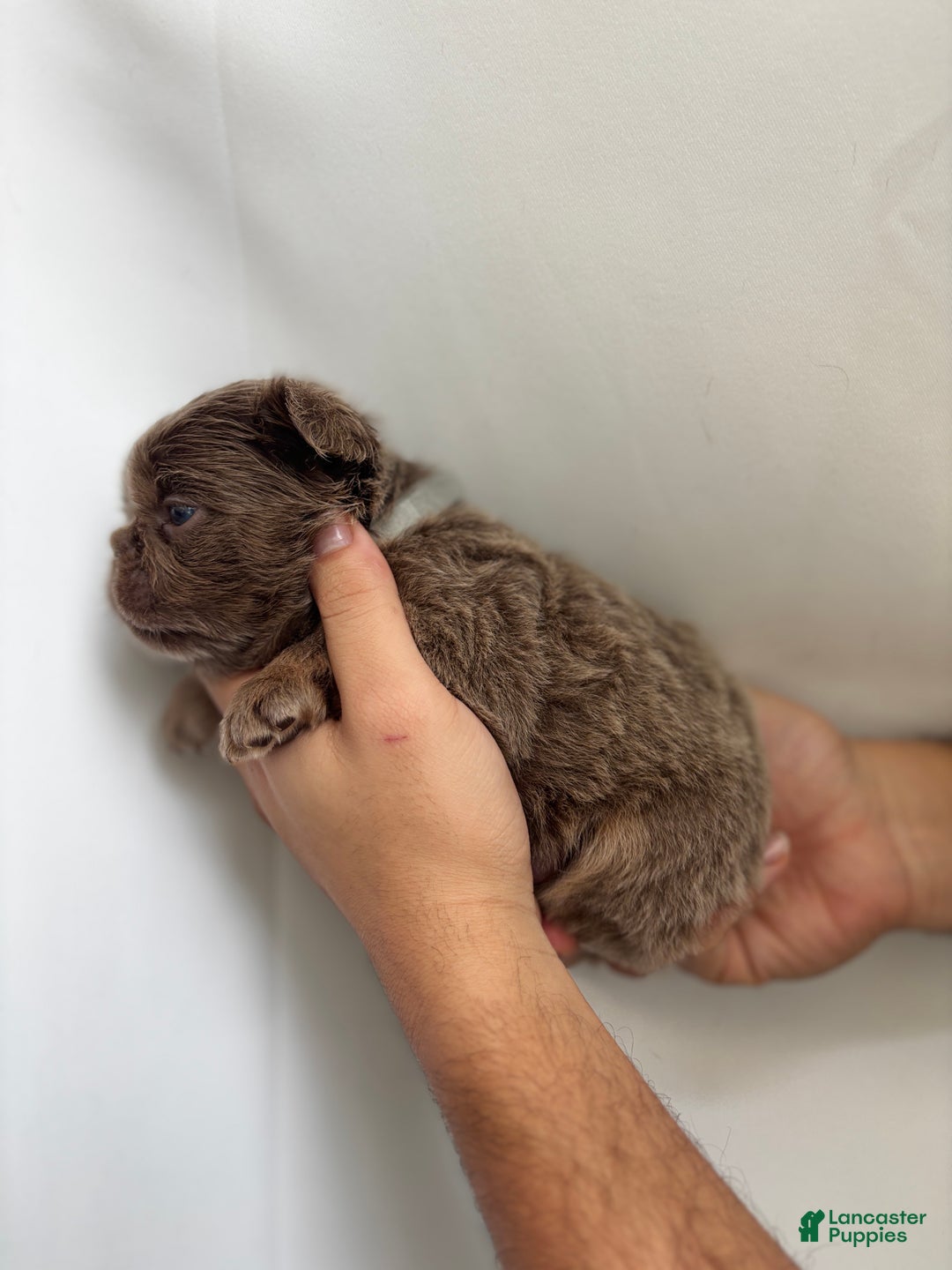 French Bulldog dogs for sale: Sky - Ad 6