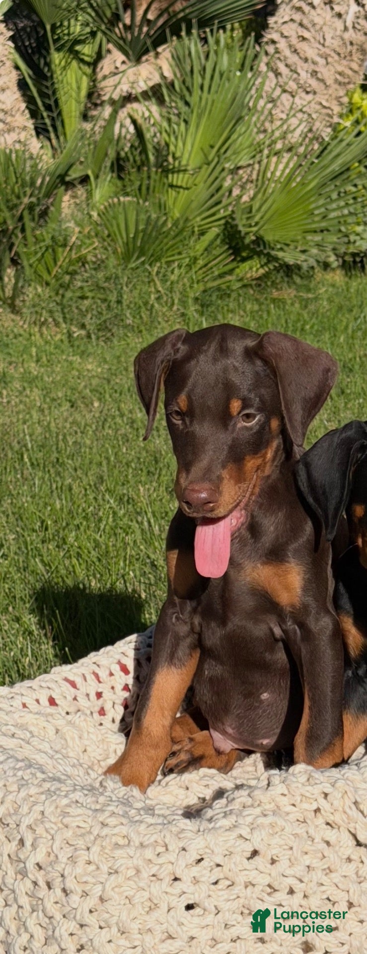 Doberman Pinscher dogs Doberman Pinscher 2 - Ad 1