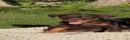 Doberman Pinscher dogs for sale: Doberman Pinscher 2 - Ad 1