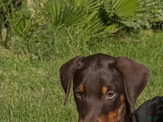 Doberman Pinscher dogs Doberman Pinscher 2 - Ad 1