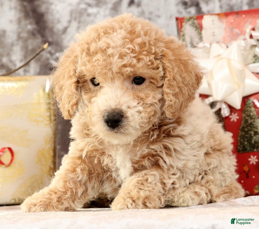 Bichpoo dogs for sale: Ike - Ad 5