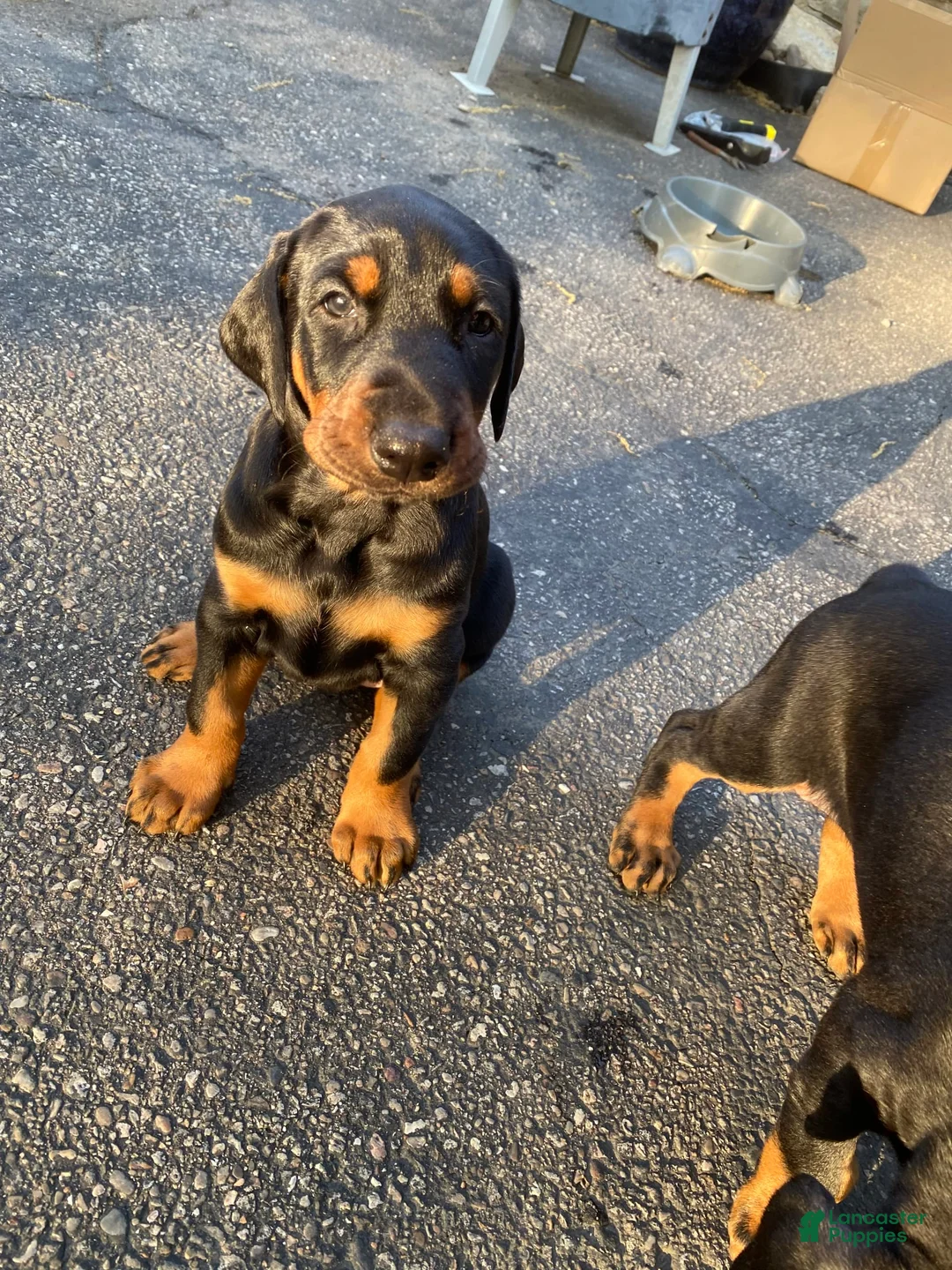 Gallery Image {{count}}