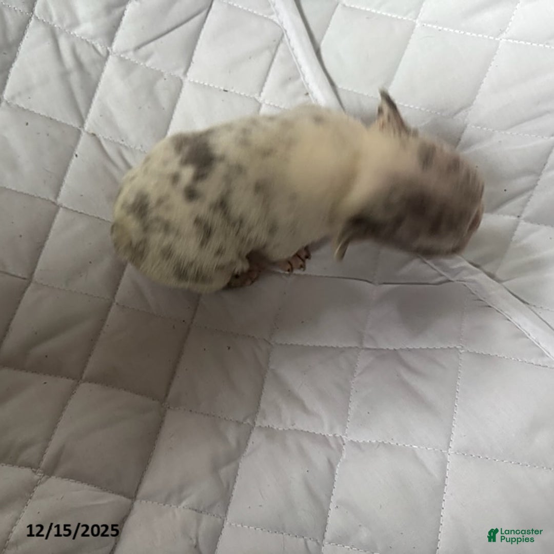 French Bulldog dogs for sale: Ashley - Ad 3