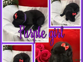 German Shepherd dogs Freya - Ad 34