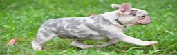 French Bulldog dogs for sale: Rosie - Ad 11