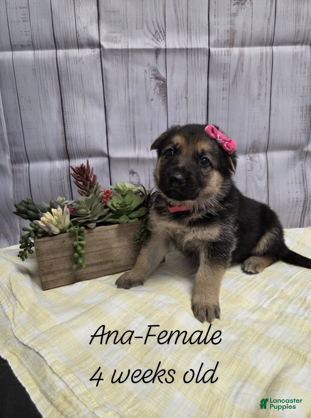 German Shepherd dogs for sale: German Shepherd Puppy 6 - Ad 1